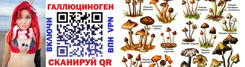 Псилоцибиновые грибы Psilocybe  Пикалёво 